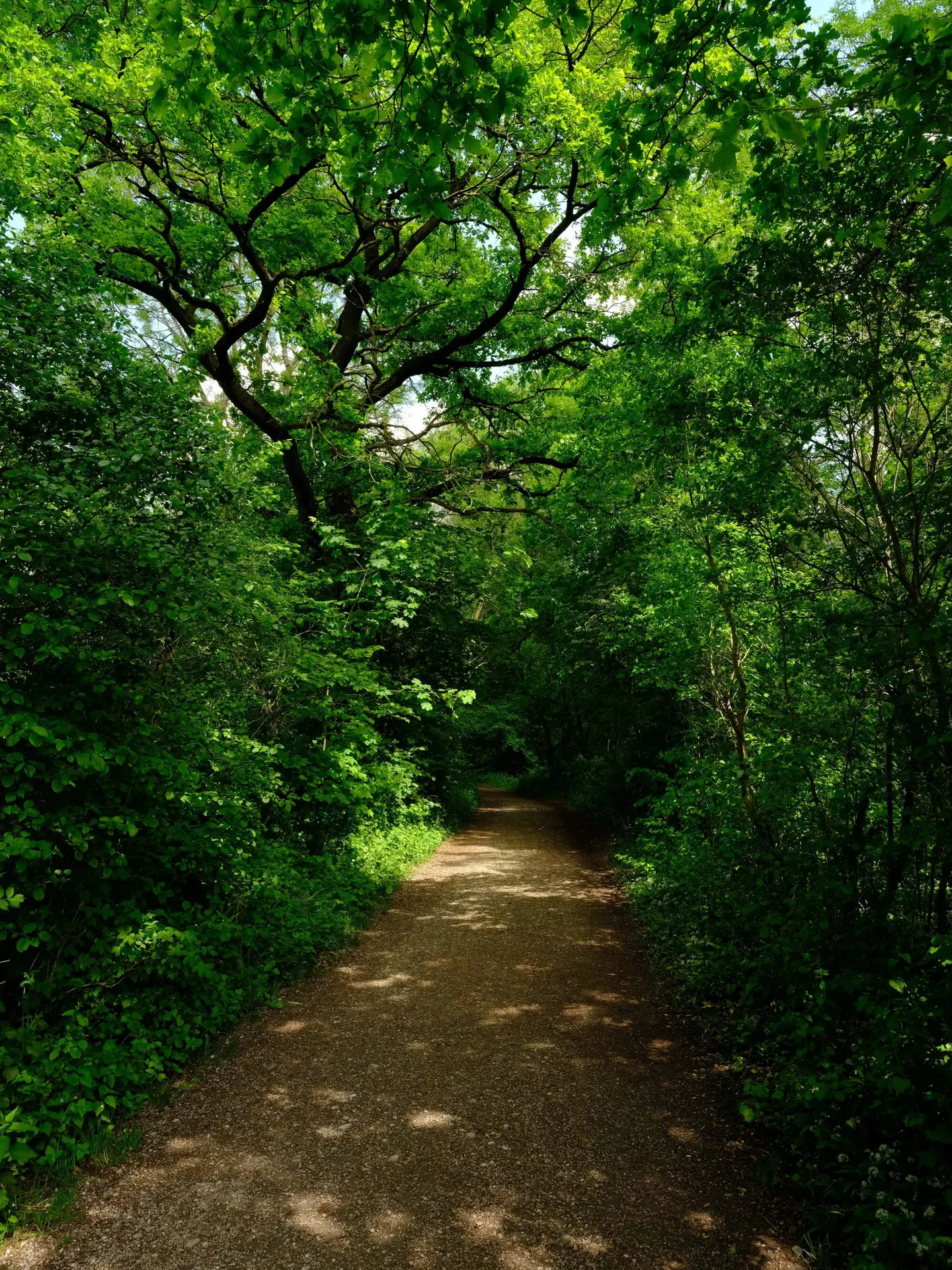 Waldweg im Landschaftsschutzgebiet Hölzl, Emmering